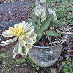 SUCCULENTS IN POT