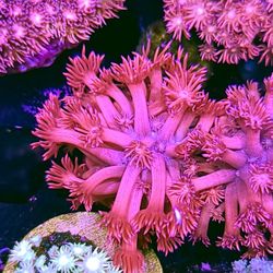 Hellfire Frags Princess Pink Goniopora 