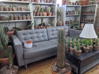 12/5/20 - Pottery Speakeasy Shifts to Plant Sales - Plants for Sale in Pots