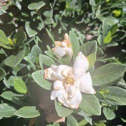 Gardenia Shrubs Sale‼️$15🌼
