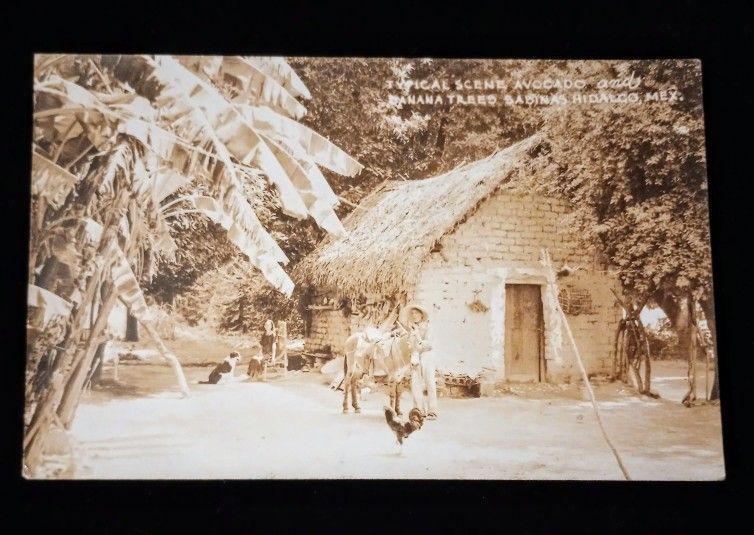1938 Avocodo Banana Trees Sabinas Hidalgo Mexico Posted RPPC Antique Postcard