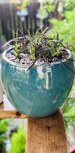 Live outdoor Black Mondo grass in a Chelsea ceramic planter pot—firm price