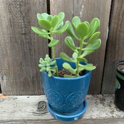 Succulents—small, medium, large Pots