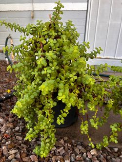 Portulacaria Afra 'Elephant Bush' Succulent Plant for Indoor Outdoor Home Office Garden Decor