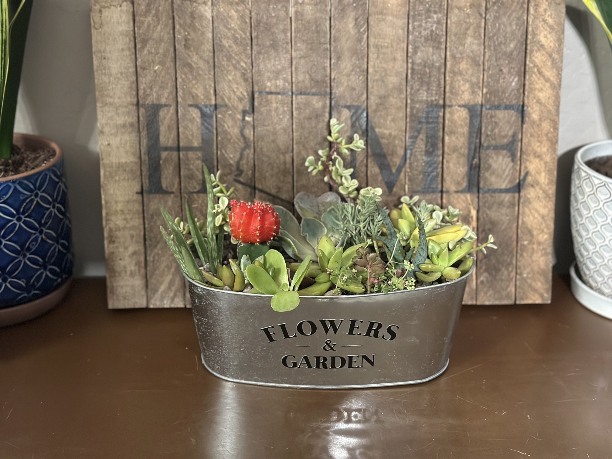Succulent Arrangement - Live Plant - Delivery Available