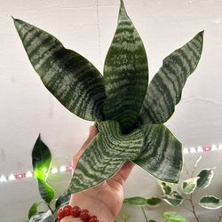 Snake plant