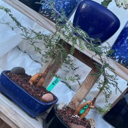 Operculicaria Decaryi In 9” Bonsai Ceramic Pots $45 Each 