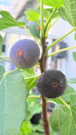 Black Mission Fig Tree – 5 Gallon Potted Plant