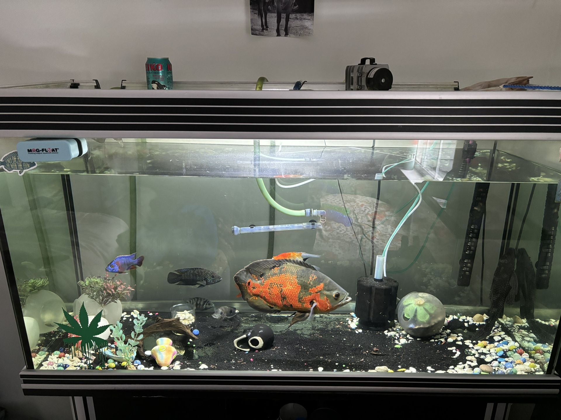 Great Fish tank