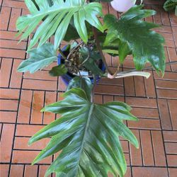 Philodenron Mayoi Tropical Houseplant Plant 
