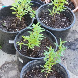 Pomegranate Trees 🌳 8 of them left