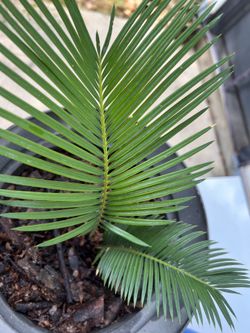 King sago palm