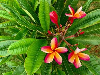 Tall   Red Yellow   Plumeria  Tree  3 Gallon