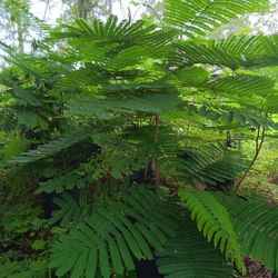 Red Royal Poinciana Tree (Framboyan)