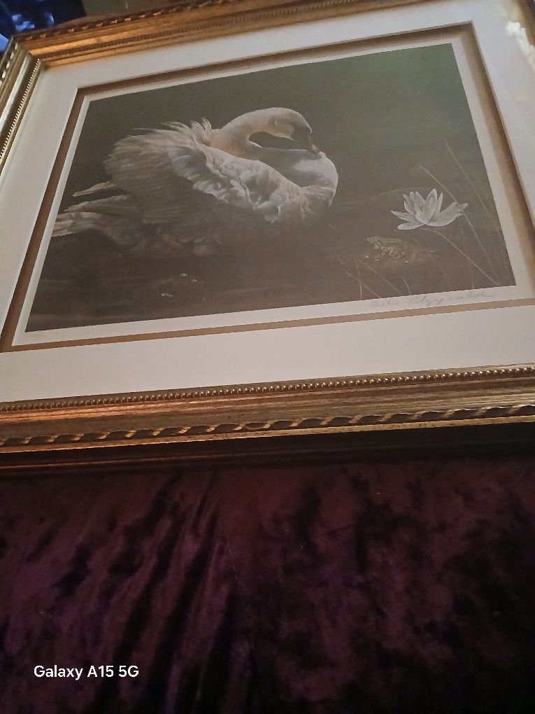 Beautiful Swan Picture Perfectional Artist