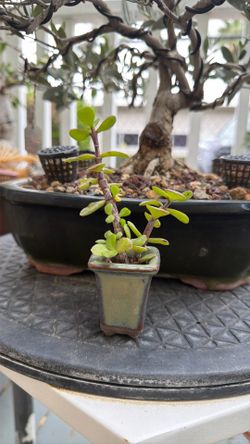 Jade bonsai mame size