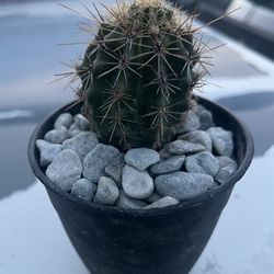 baby saguaro cactus Carnegiea gigantea