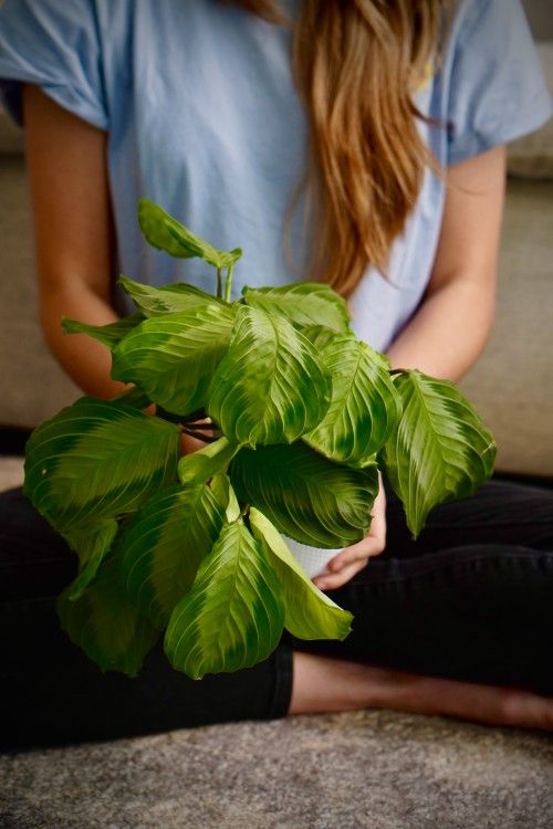 Maranta 'Silver Band' "Prayer Plant"
