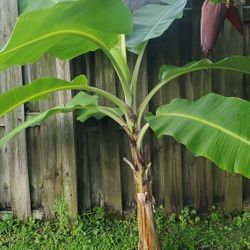 6 Feet Tall Banana Tree