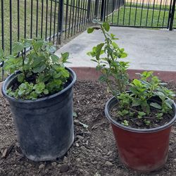 Mint Live Herb Plant $8