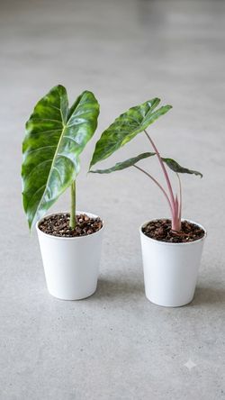 Alocasia Longiloba