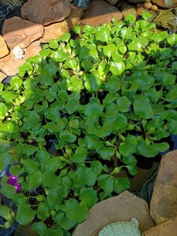 Lily for your pawn purple color flowers asking $10 each little bundle text me if you're interested they spread fast good shape for pawn