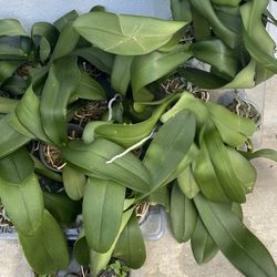 Phalaenopsis orchid plants