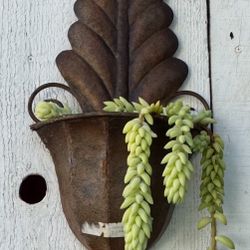 Succulent 