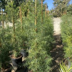 Fern Pine Privacy Hedge