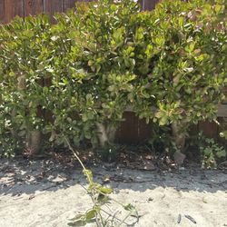 Large Succulent Plant No Pot / Planta Suculenta / Bonsai Succulent