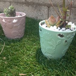 ****Sabrina's Succulents**** ****** Beautiful Succulents ****Any Occasions