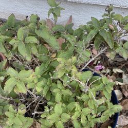 Cluster Flower Plant