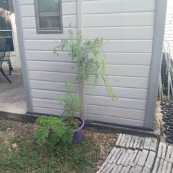 Plant Sale - Pride of Barbados (Large - Only 1 left)