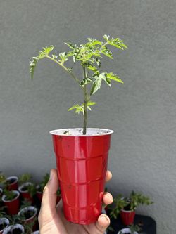Tomato Cherry Plant Organic