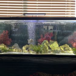 Fish Tank