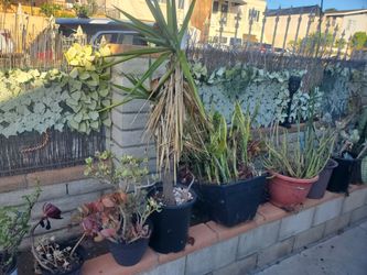 Free Plants