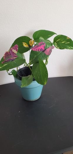 Pothos Plant & 🦋Butterflies for Mom
