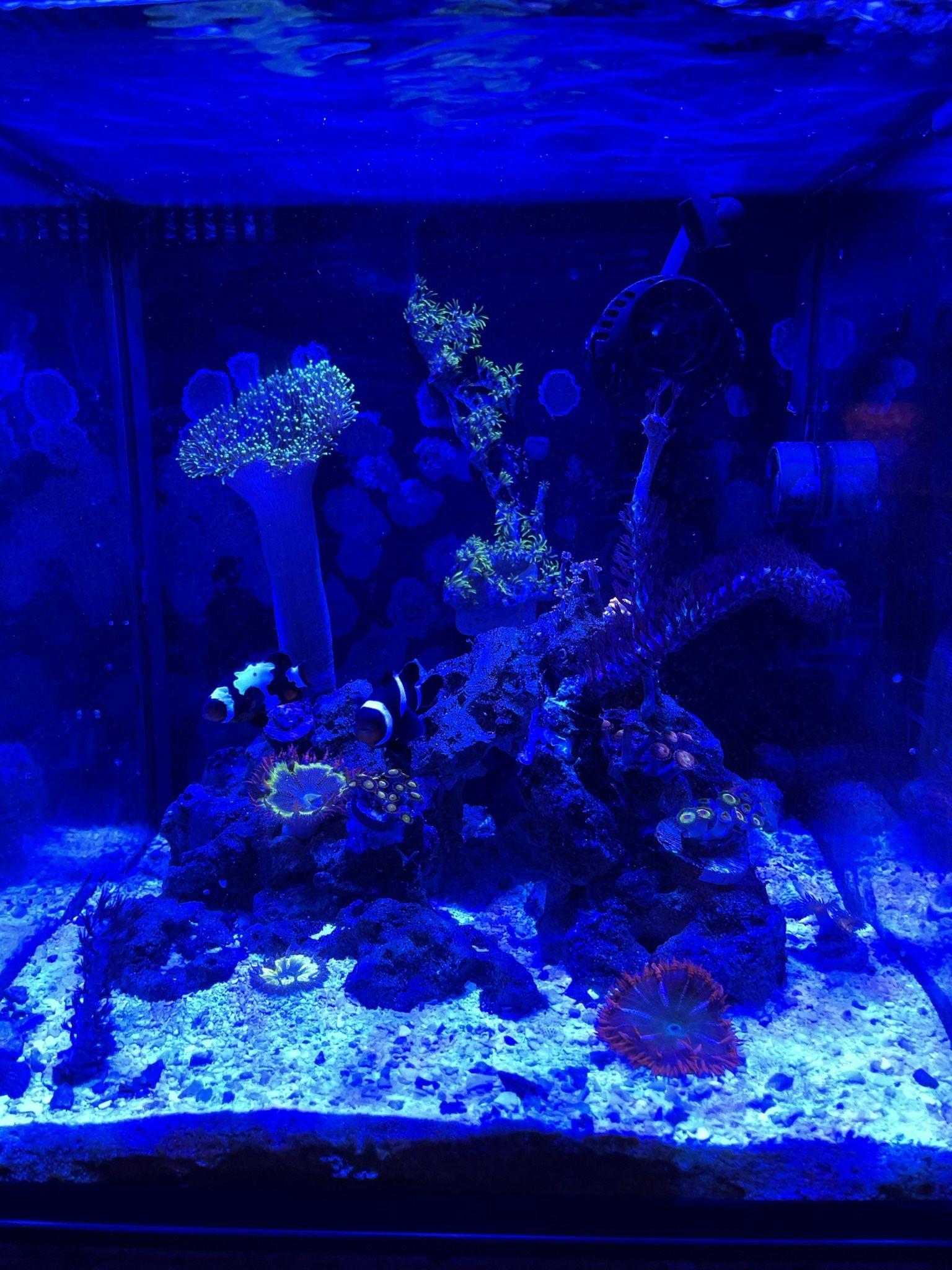 10 Gallon Cube Aquarium