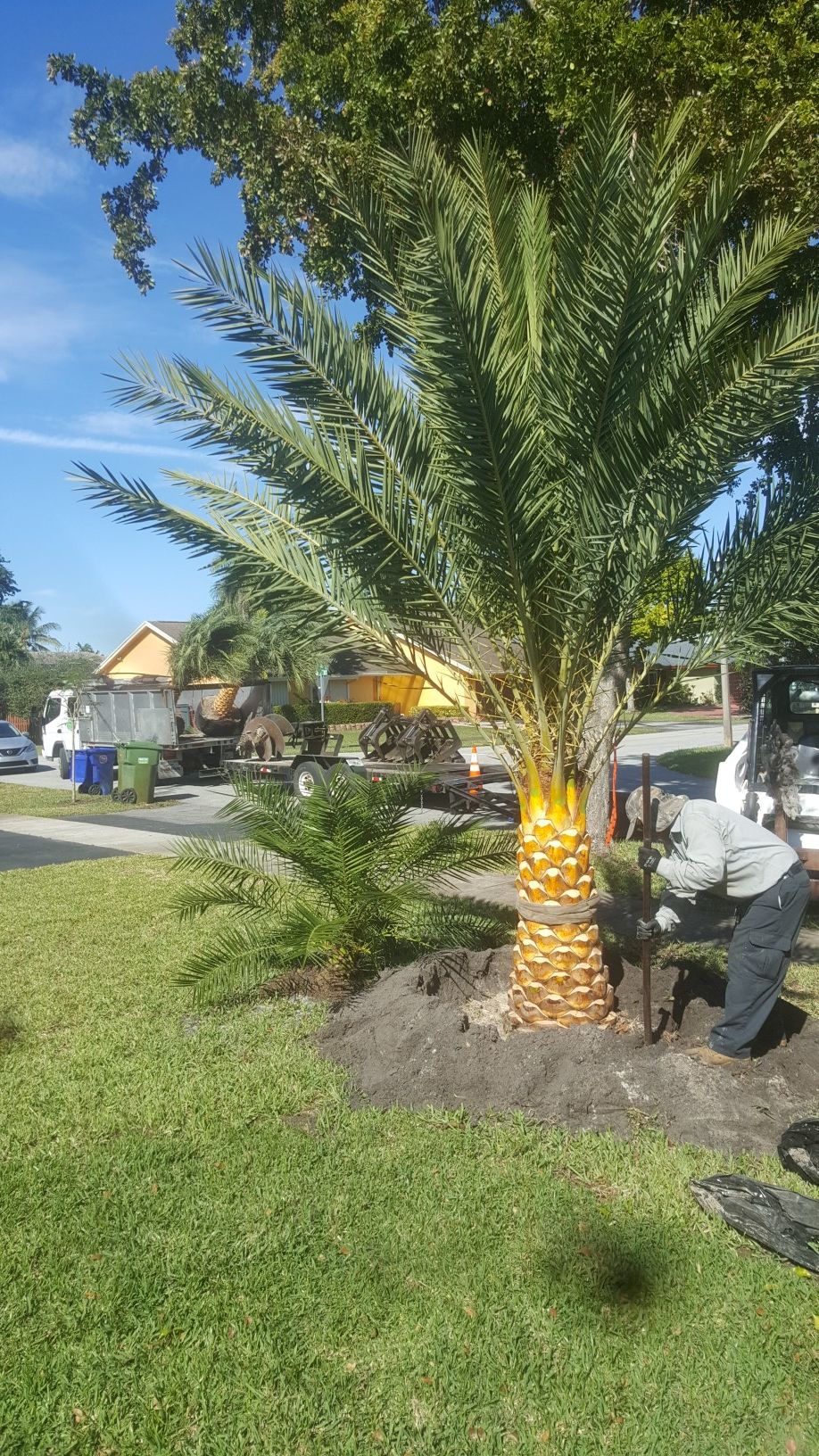 Sylvester Palm price includes delivery and installation