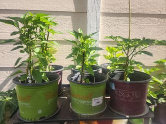 chili pepper vietnamese/thai