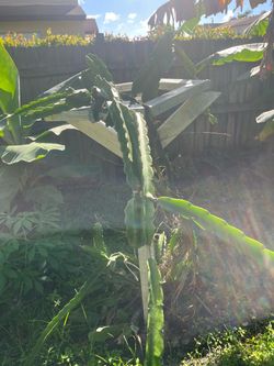 Dragon fruit cutting