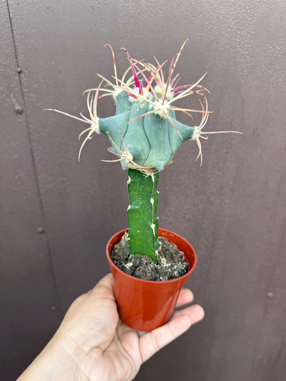 4” grafted cactus 