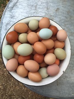 Local farm fresh pasture raised chicken eggs