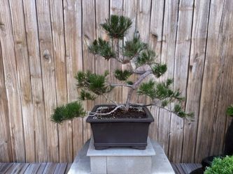 Giant 48” Tall Black Pine Bonsai In 24” Purple Clay Bonsai Planter