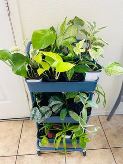 Plants for sale 5 each  small