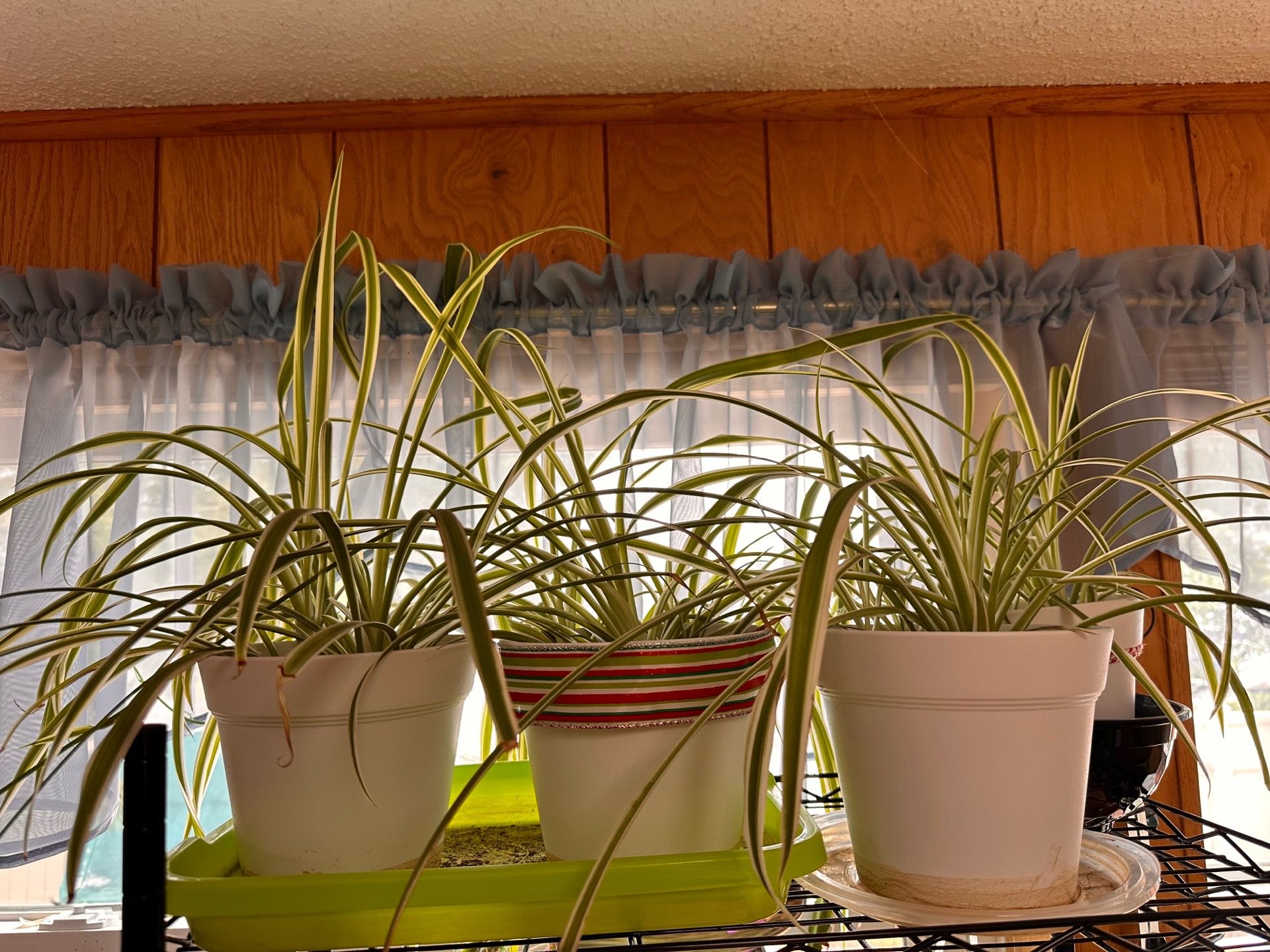 Spider plants