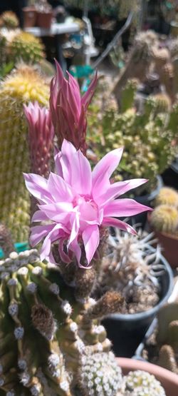 Cactus plant.
