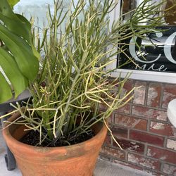 Large 3.5 Foot pencil cactus plant