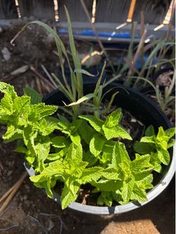 2in1 mint+lemongrass