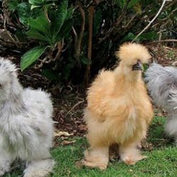 Fertilized Silkie Chicken Eggs for Sale ✨6x$30